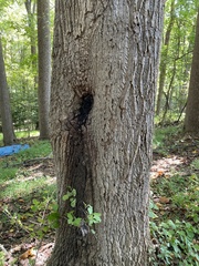 Kretzschmaria deusta