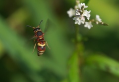 Euodynerus hidalgo