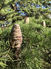 Cedrus