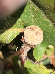 Andricus galeatus