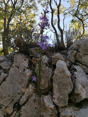 Campanula pyramidalis