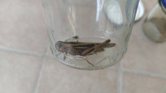 Eyprepocnemis plorans