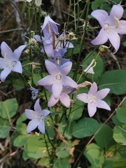 Campanula pyramidalis