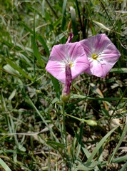 Convolvulus chinensis
