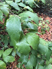 Calycanthus floridus