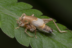 Mogoplistinae