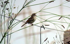 Ammodramus humeralis