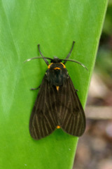 Amsactoides guangxica