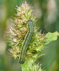 Spodoptera exigua
