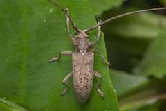 Acalolepta rusticatrix