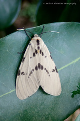 Amsactoides guangxica