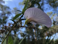 Centrosema virginianum