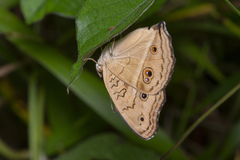 Junonia almana javana