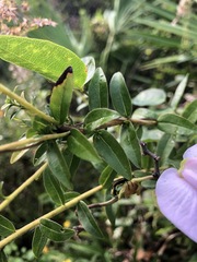 Centrosema virginianum