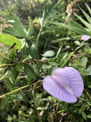 Centrosema virginianum