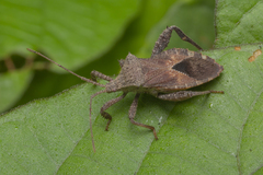 Acanthocoris