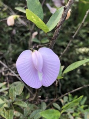 Centrosema virginianum