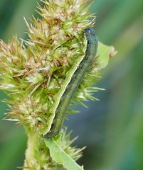 Spodoptera exigua