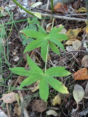 Anemonastrum dichotomum
