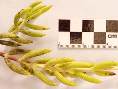 Crassula mollis