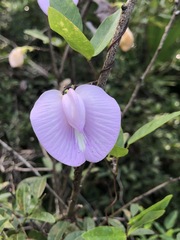 Centrosema virginianum