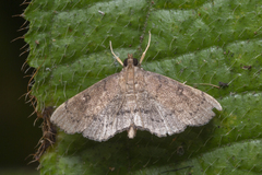 Protonoceras