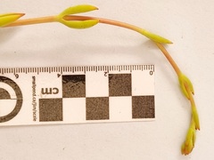 Crassula mollis