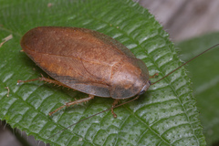 Pseudophoraspis