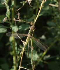 Lestes barbarus