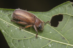 Adoretus compressus