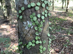 Lemmaphyllum microphyllum