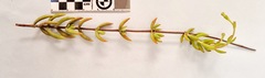 Crassula mollis