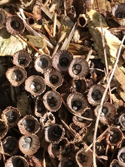 Nidulariaceae
