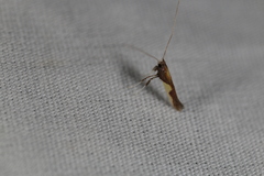 Caloptilia