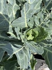 Brassica