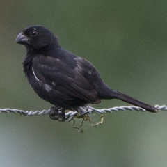 Sporophila corvina