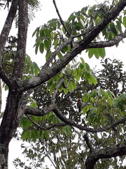 Colaptes melanochloros