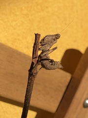 Ameles spallanzania
