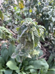 Monarda fistulosa