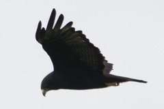 Buteo brachyurus