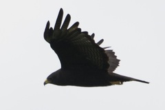 Buteo brachyurus