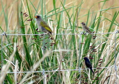 Embernagra platensis