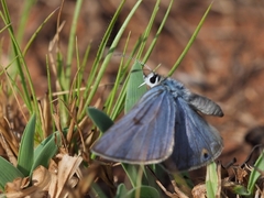Lepidochrysops praeterita