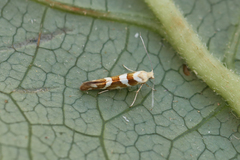 Argyresthia goedartella