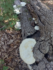 Trametes aesculi