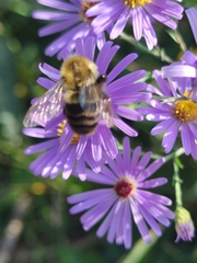 Bombus impatiens