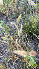 Polypogon monspeliensis