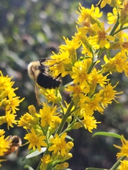 Bombus impatiens
