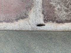 Euborellia annulipes