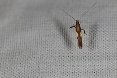 Caloptilia
